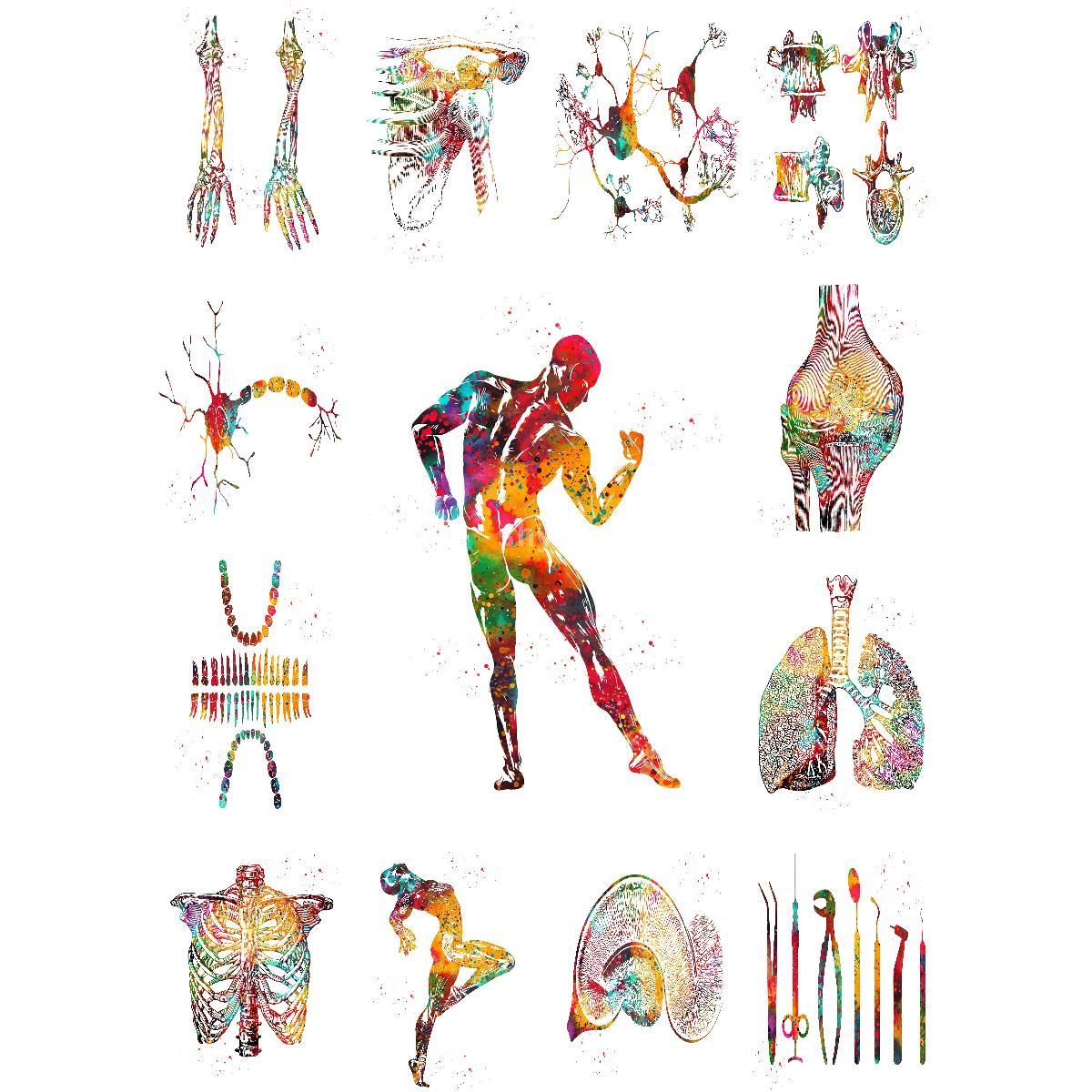 Interior Design Landscape - Anatomische Spierstructuur Poster Educatieve Kunst Print